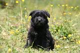 BOUVIER DES FLANDRES 469
